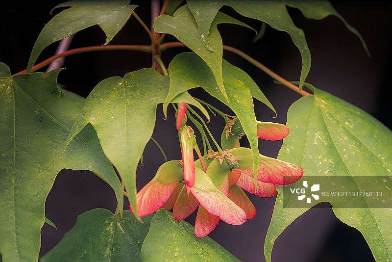 枫树的种子图片素材