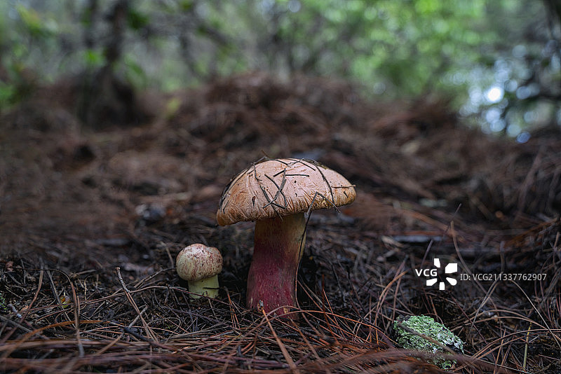 森林里的云南野生菌图片素材