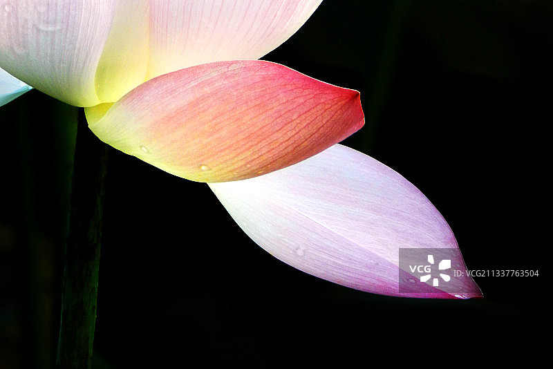 荷花之韵图片素材