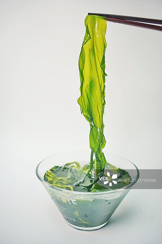 海带苗图片素材