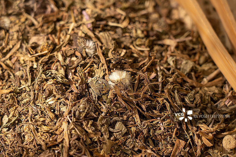 中草药蒲公英图片素材