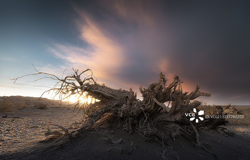 戈壁枯木图片素材