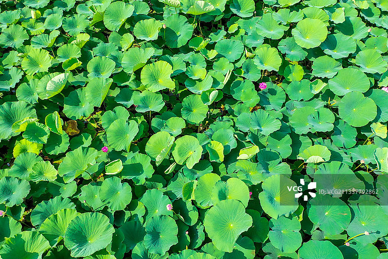 盛夏时的清新的荷花，荷叶图片素材