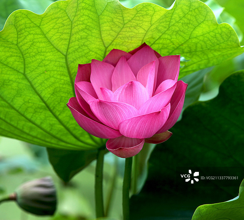 贵州贵阳花溪荷塘的荷花开了图片素材
