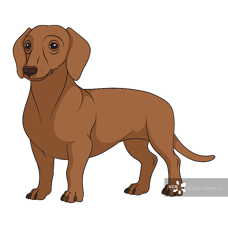 棕色腊肠犬图片素材