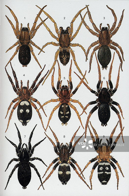 英国和北欧的蜘蛛图片素材