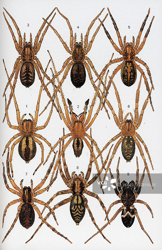 英国和北欧的蜘蛛图片素材