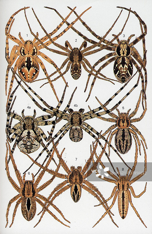 蜘蛛插图图片素材