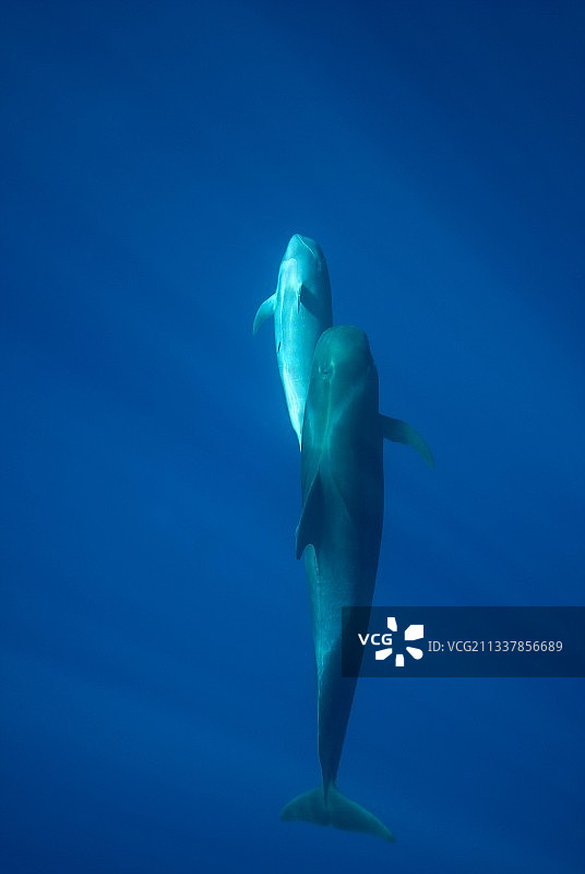 短鳍领航鲸母子图片素材