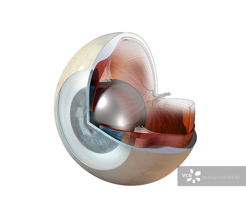 眼部解剖,艺术品图片素材