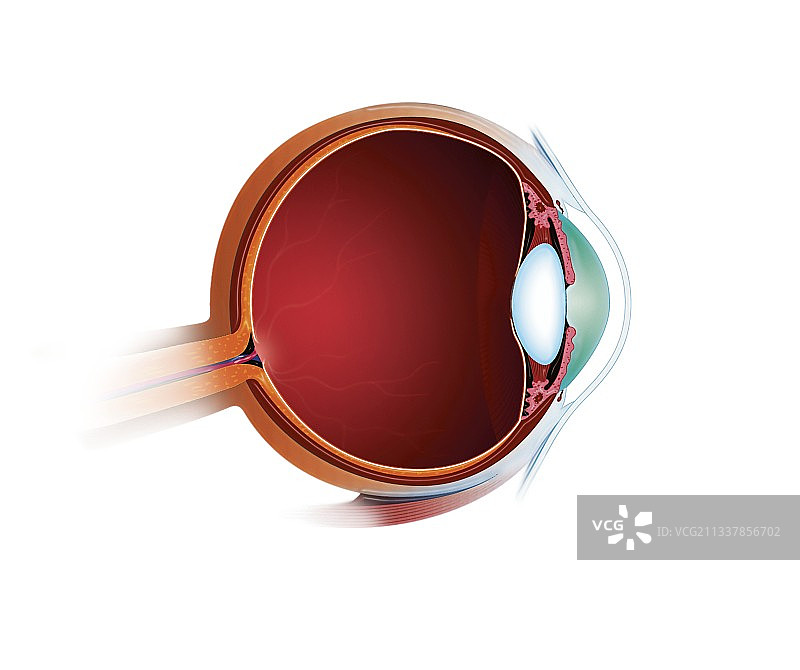 眼部解剖,艺术品图片素材