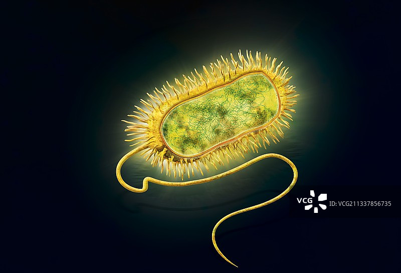 细菌示意图图片素材