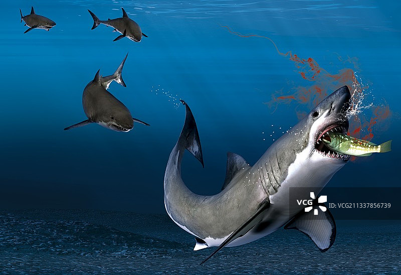 鲨鱼感知猎物，艺术作品图片素材