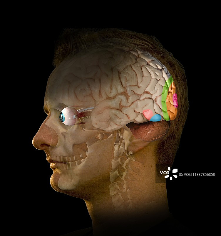 大脑与视觉艺术作品图片素材