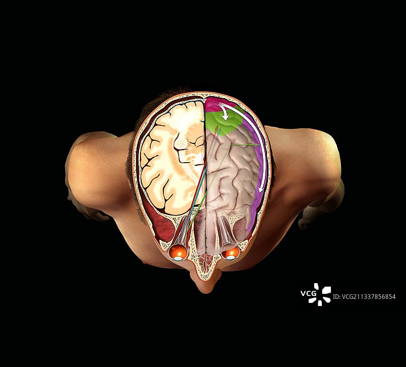 大脑与视觉艺术作品图片素材