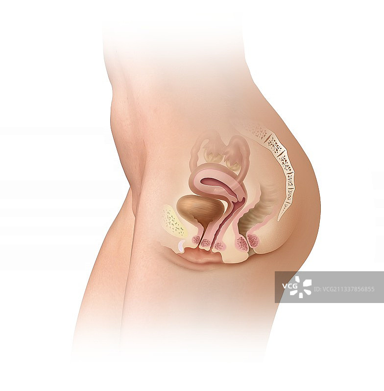 女性盆腔区域图图片素材