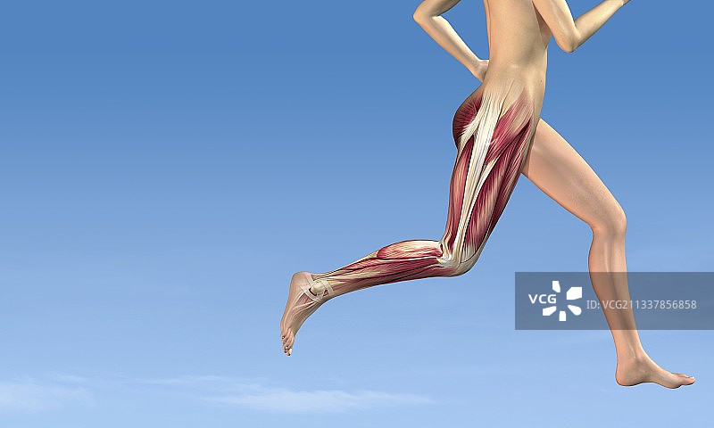 跑步中的腿部肌肉，艺术作品图片素材