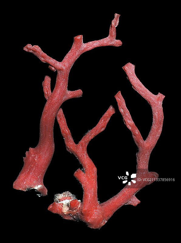 红色珊瑚图片素材