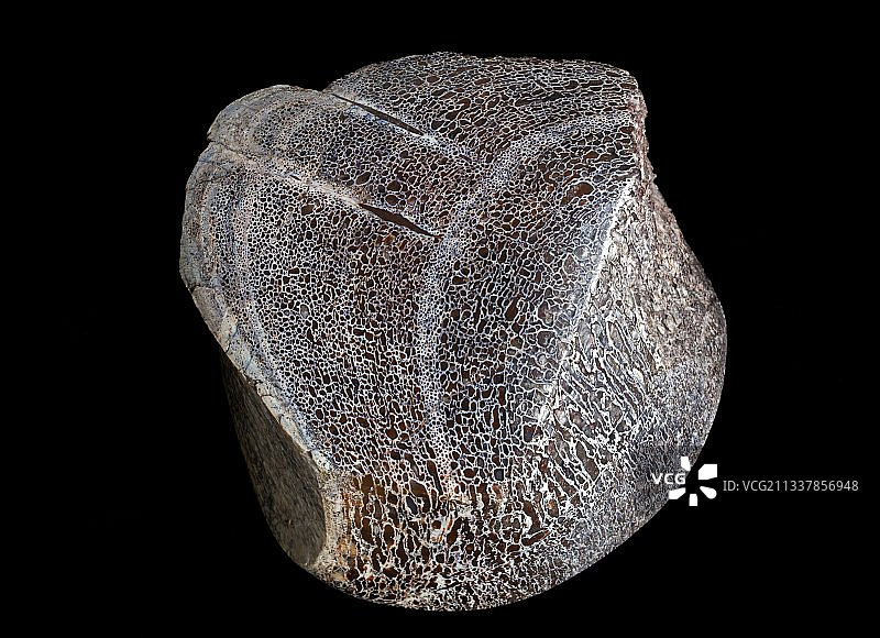 迷惑龙脊椎图片素材