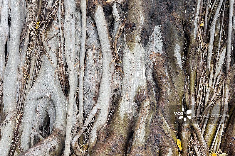 莫顿湾榕（Ficus macrophylla）根图片素材