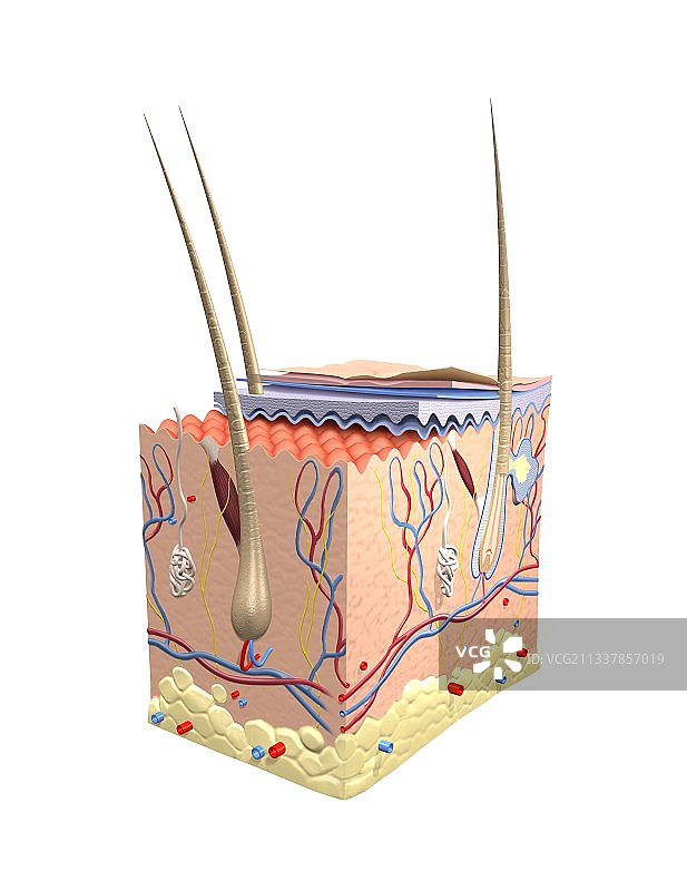 皮肤解剖结构，艺术作品图片素材