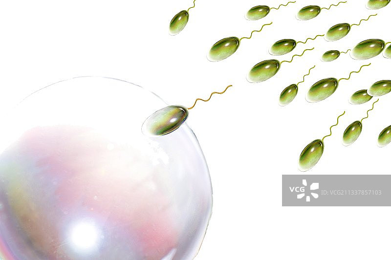 受精过程（艺术作品）图片素材