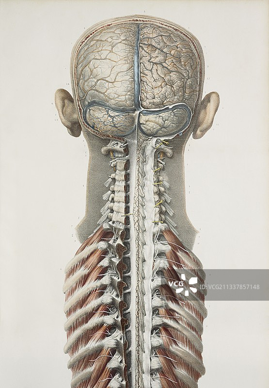 1844年大脑与脊髓图图片素材