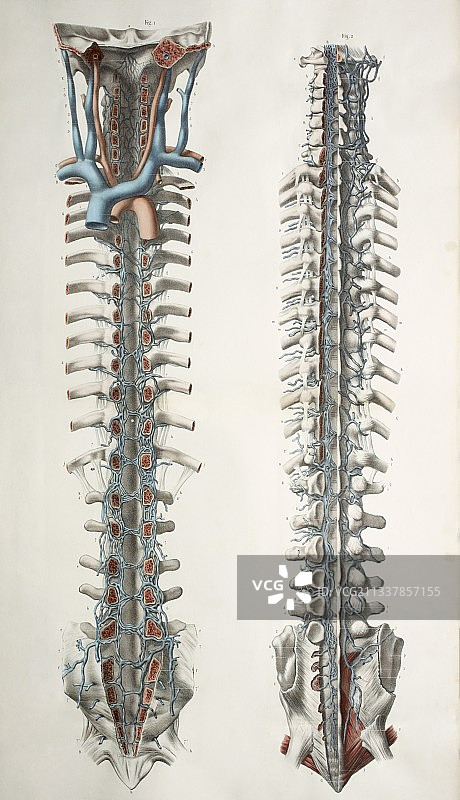 脊髓解剖结构，1844年艺术作品图片素材