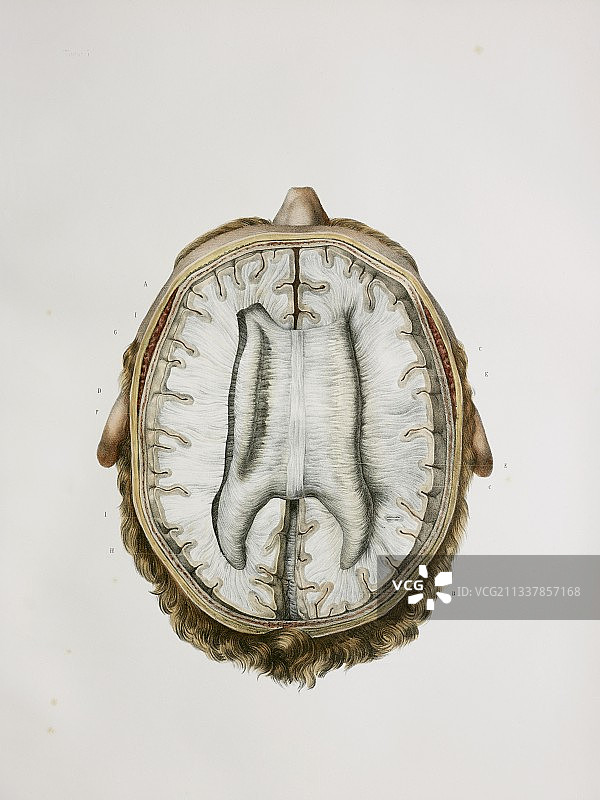 大脑和胼胝体，1844年艺术作品图片素材