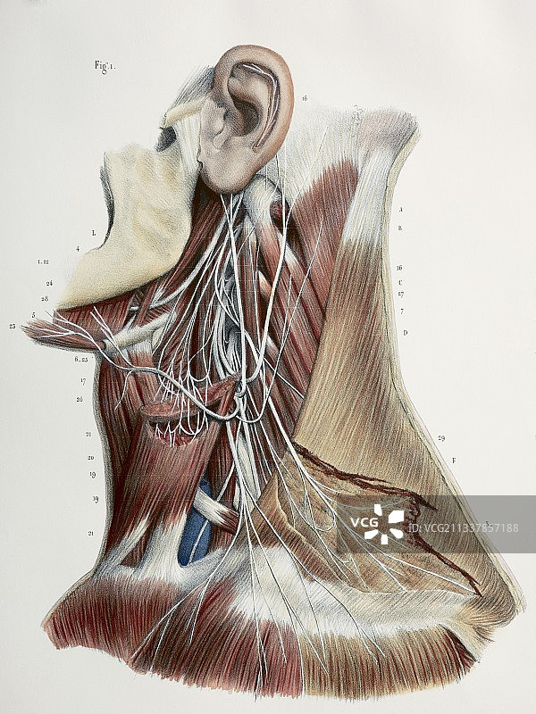 颈椎神经，1844年艺术作品图片素材