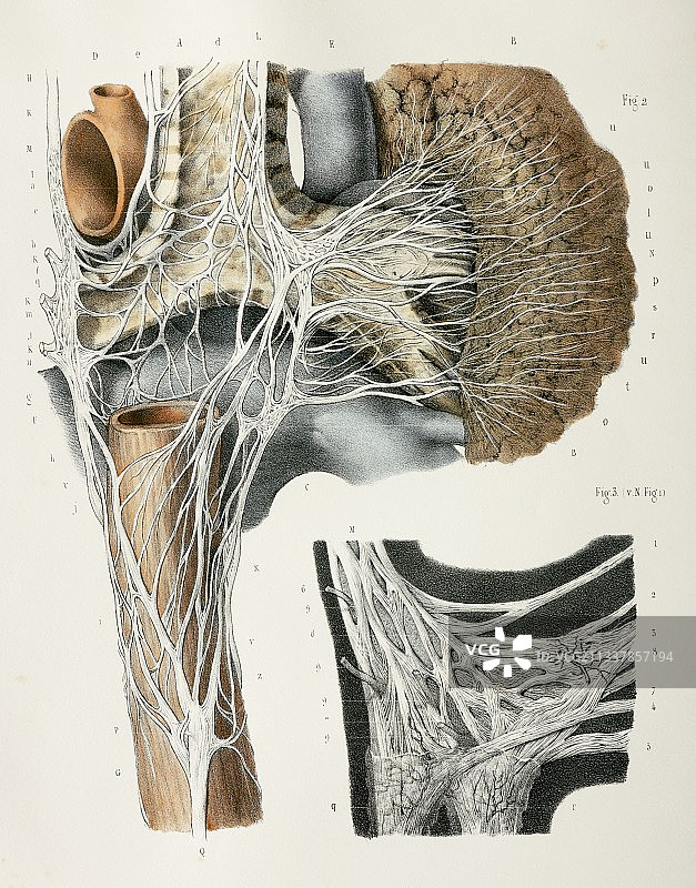 呼吸神经，1844年画作图片素材