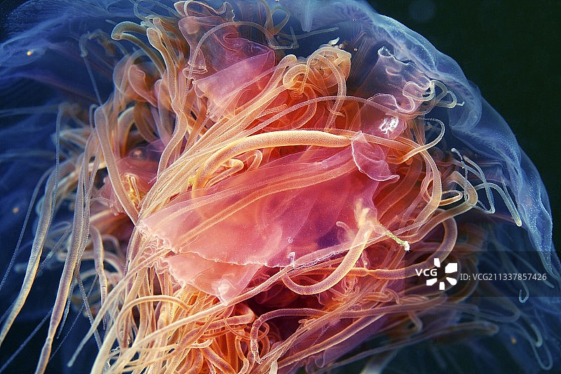 狮鬃水母图片素材