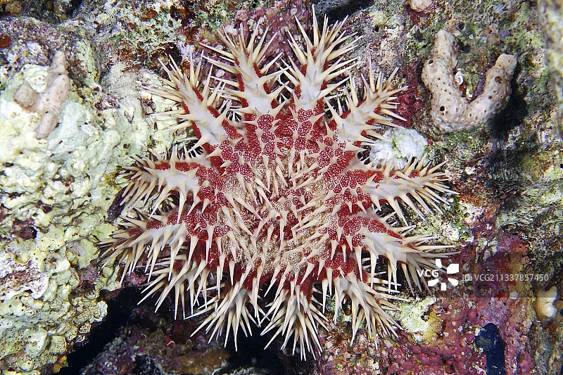 刺冠海星图片素材