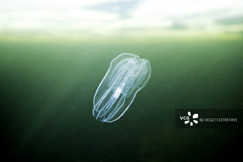 栉水母图片素材