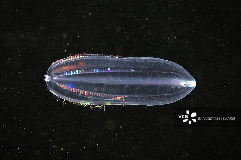 栉水母图片素材