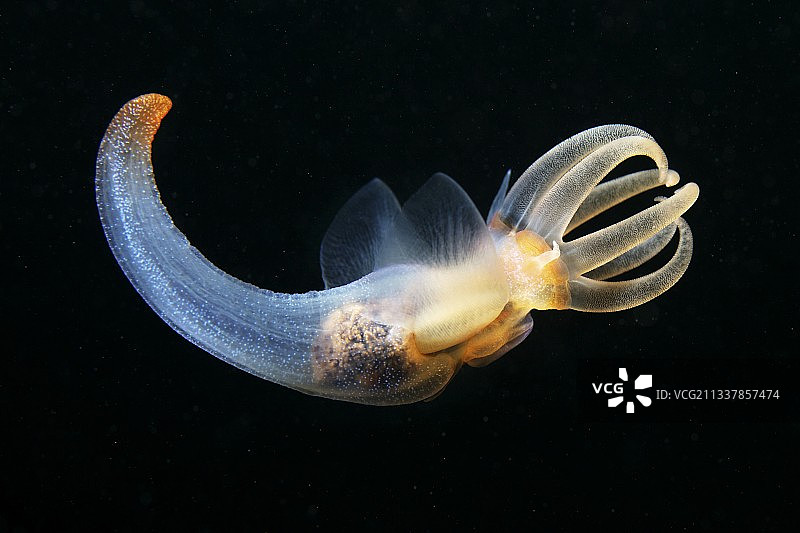 普通海若虫图片素材