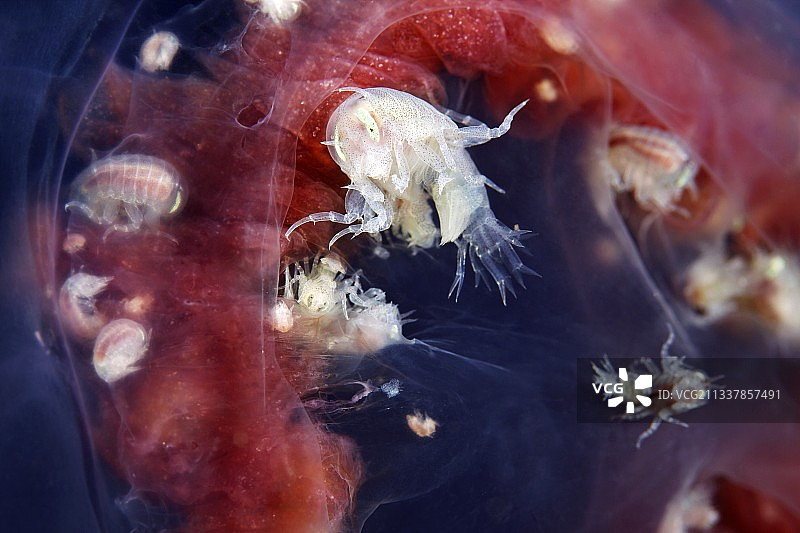 月亮水母内的端足类动物图片素材