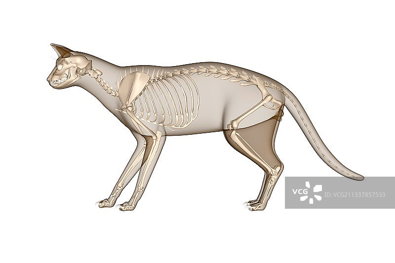 猫的解剖结构艺术作品图片素材