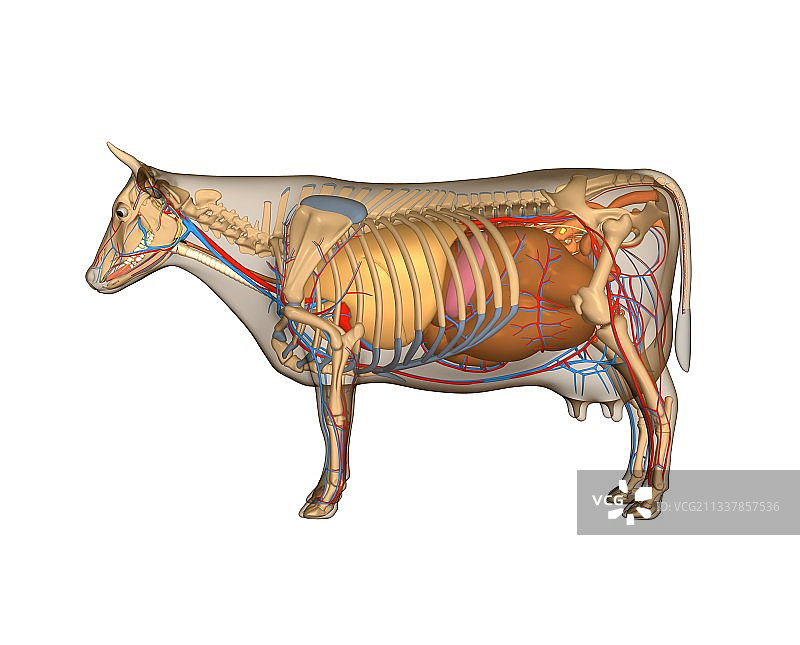 奶牛解剖结构图图片素材