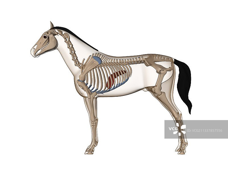 马的解剖结构艺术图片素材