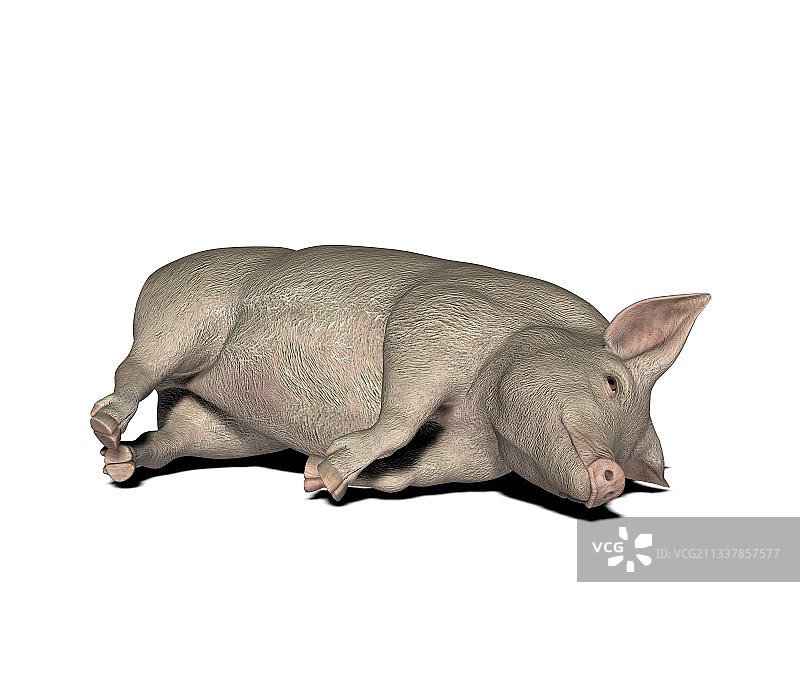 猪的解剖结构，艺术作品图片素材