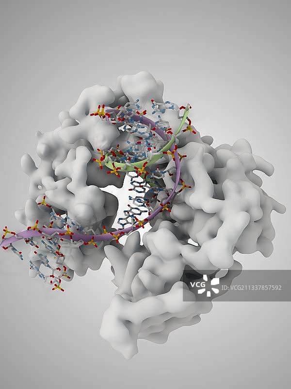 DNA聚合酶与DNA复合体图片素材