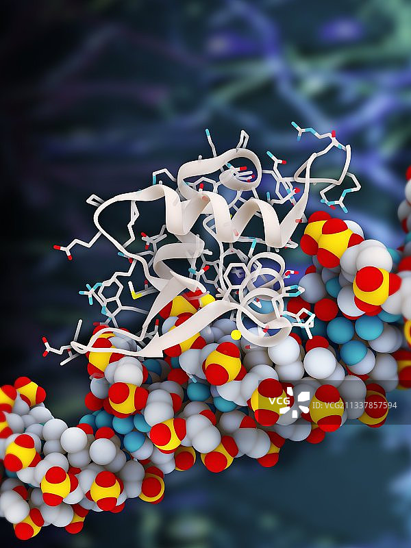 FOXO4蛋白与DNA复合物图片素材