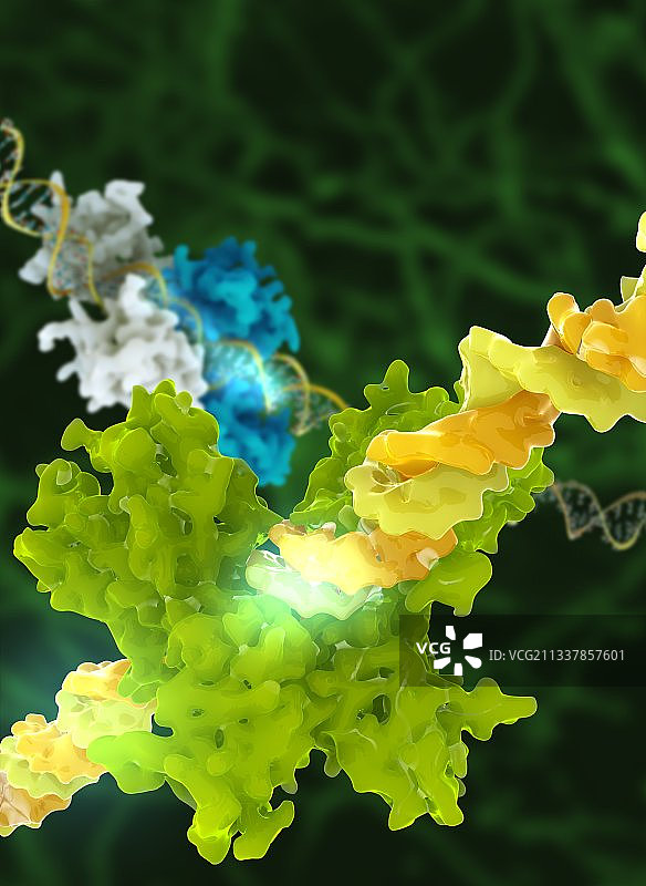 DNA转录控制图片素材
