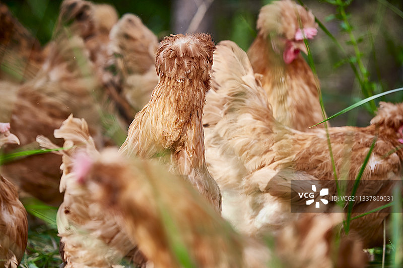 散养状态下散步在草地上的健康北京油鸡图片素材