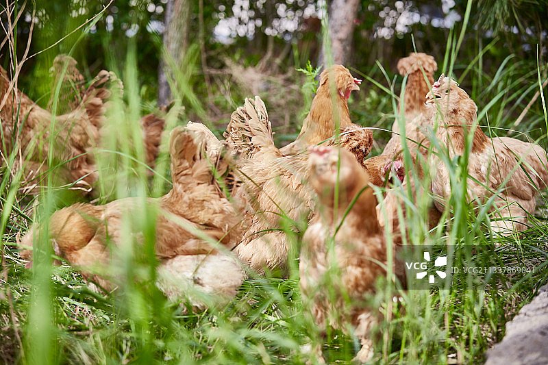 散养状态下散步在草地上的健康北京油鸡图片素材