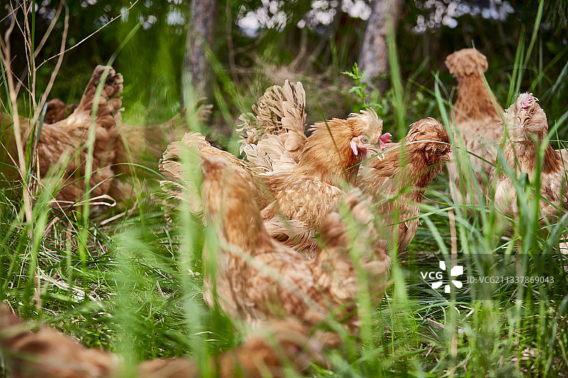 散养状态下散步在草地上的健康北京油鸡图片素材
