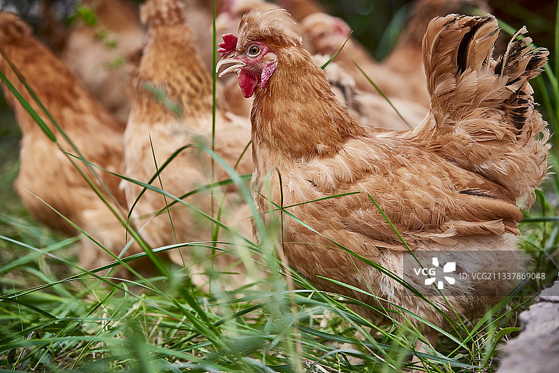 散养状态下散步在草地上的健康北京油鸡图片素材