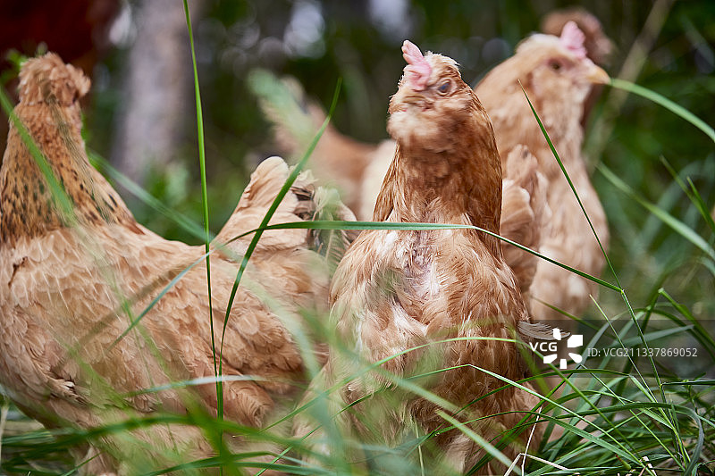 散养状态下散步在草地上的健康北京油鸡图片素材