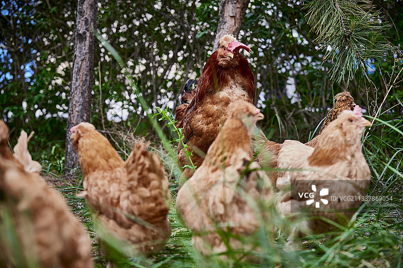 散养状态下散步在草地上的健康北京油鸡图片素材